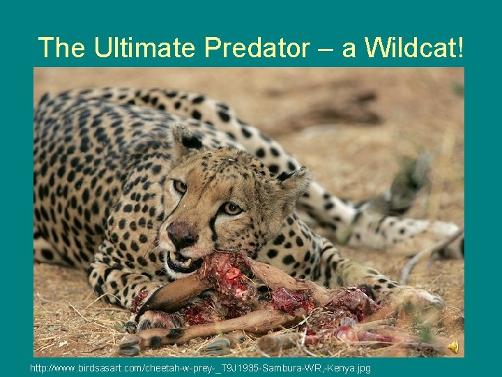 The Ultimate Predator – a Wildcat! http: //www. birdsasart. com/cheetah-w-prey-_T 9 J 1935 -Sambura-WR,