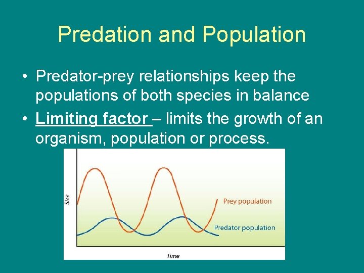 Predation and Population • Predator-prey relationships keep the populations of both species in balance