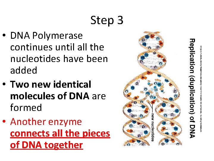 Step 3 • DNA Polymerase continues until all the nucleotides have been added •