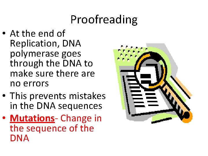 Proofreading • At the end of Replication, DNA polymerase goes through the DNA to