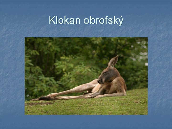 Klokan obrofský Klokan obrofský