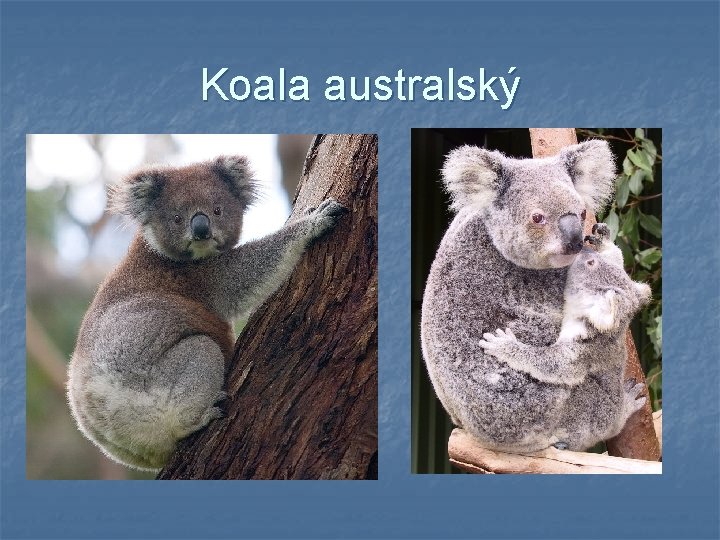 Koala australský Koala australský