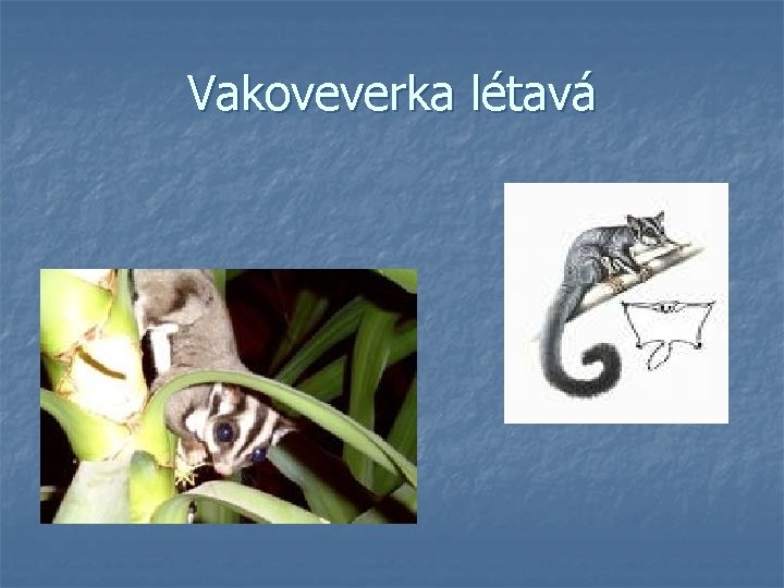 Vakoveverka létavá Vakoveverka létavá