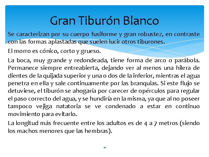 Gran Tiburón Blanco Se caracterizan por su cuerpo fusiforme y gran robustez, en contraste