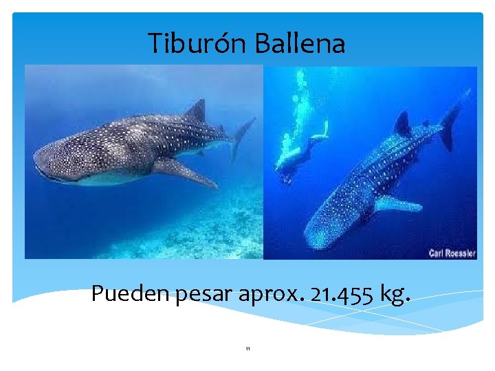 Tiburón Ballena Pueden pesar aprox. 21. 455 kg. 11 