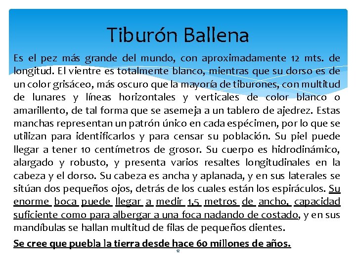 Tiburón Ballena Es el pez más grande del mundo, con aproximadamente 12 mts. de