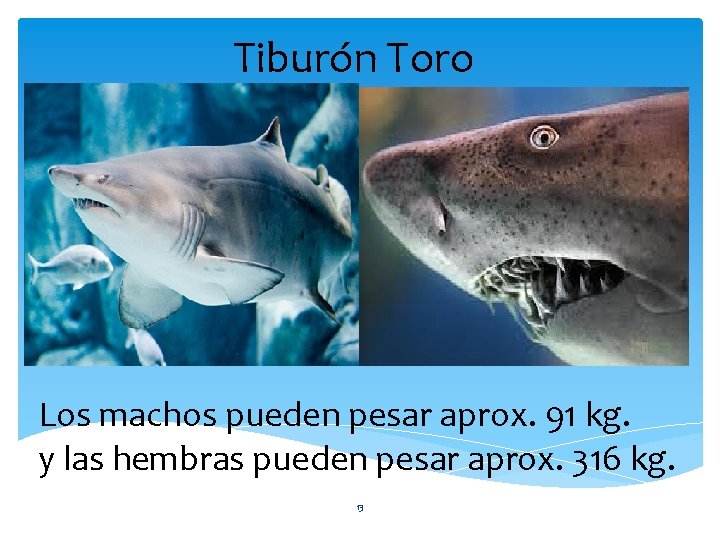 Tiburón Toro Los machos pueden pesar aprox. 91 kg. y las hembras pueden pesar