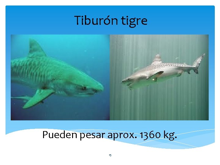 Tiburón tigre Pueden pesar aprox. 1360 kg. 15 