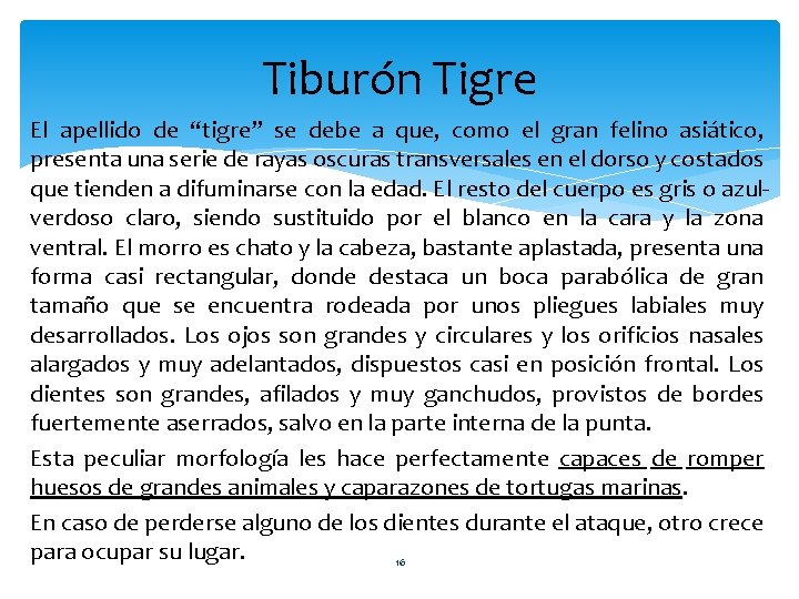 Tiburón Tigre El apellido de “tigre” se debe a que, como el gran felino