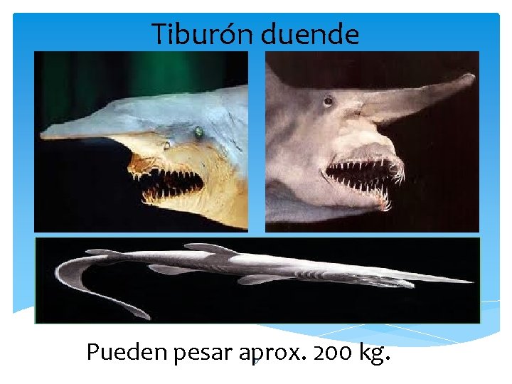 Tiburón duende Pueden pesar aprox. 200 kg. 17 