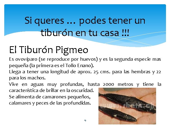 Si queres … podes tener un tiburón en tu casa !!! El Tiburón Pigmeo