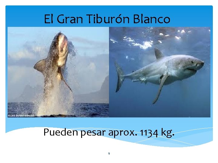 El Gran Tiburón Blanco Pueden pesar aprox. 1134 kg. 9 