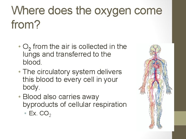 Where does the oxygen come from? • O 2 from the air is collected