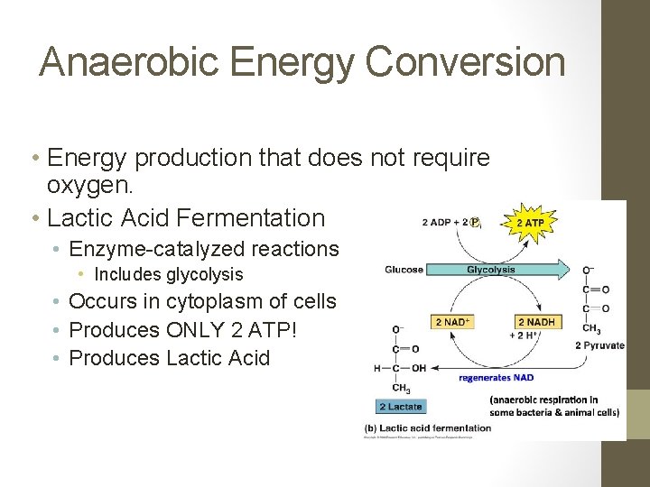 Anaerobic Energy Conversion • Energy production that does not require oxygen. • Lactic Acid