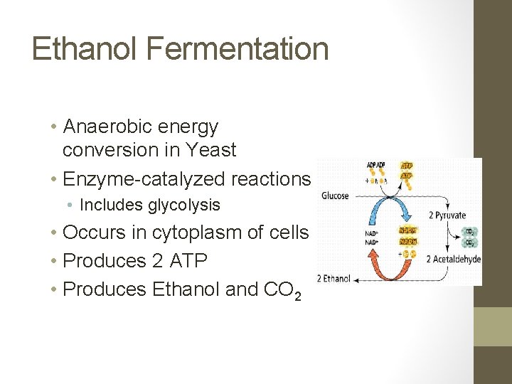 Ethanol Fermentation • Anaerobic energy conversion in Yeast • Enzyme-catalyzed reactions • Includes glycolysis