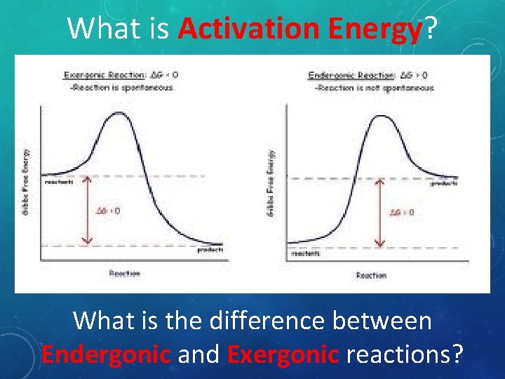 What is Activation Energy? What is the difference between Endergonic and Exergonic reactions? 
