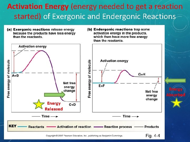 Activation Energy (energy needed to get a reaction started) of Exergonic and Endergonic Reactions