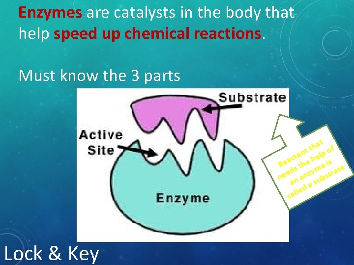 Enzymes are catalysts in the body that help speed up chemical reactions. Must know