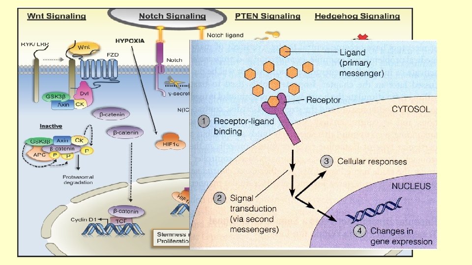 Cell signalling • Specific • Targeted • Controlled 