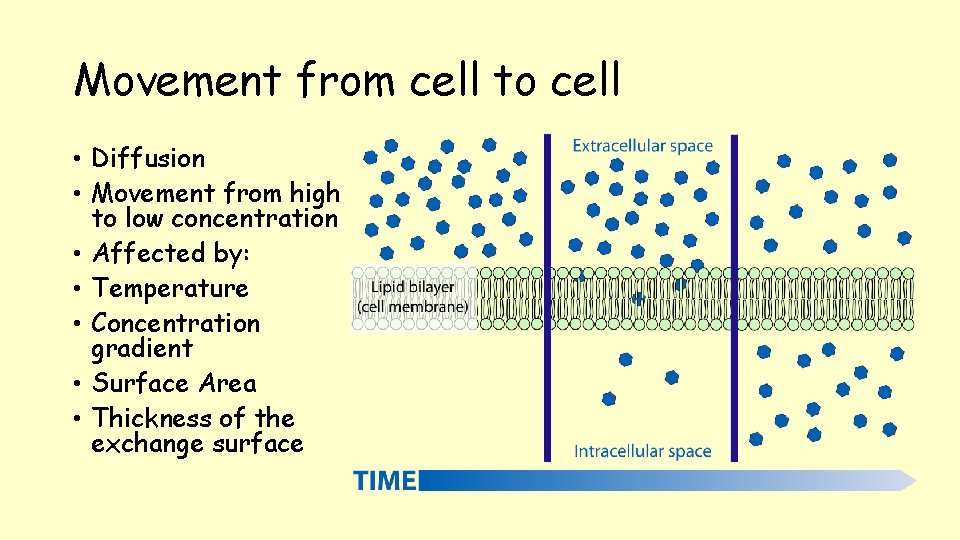 Movement from cell to cell • Diffusion • Movement from high to low concentration