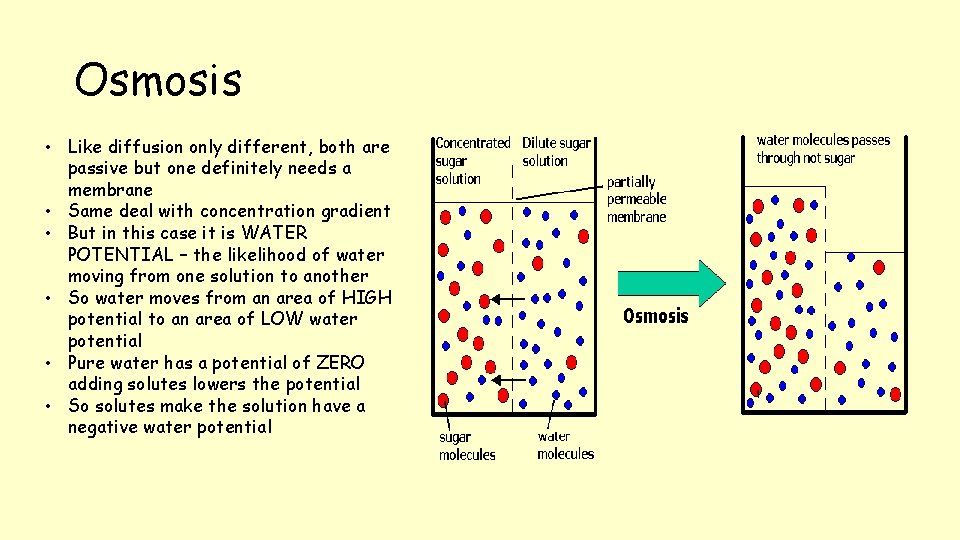 Osmosis • Like diffusion only different, both are passive but one definitely needs a
