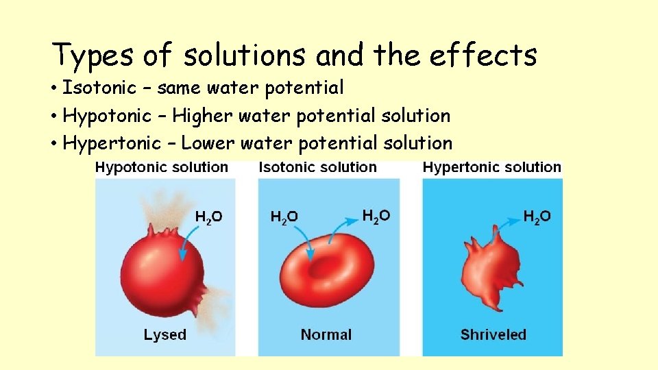 Types of solutions and the effects • Isotonic – same water potential • Hypotonic