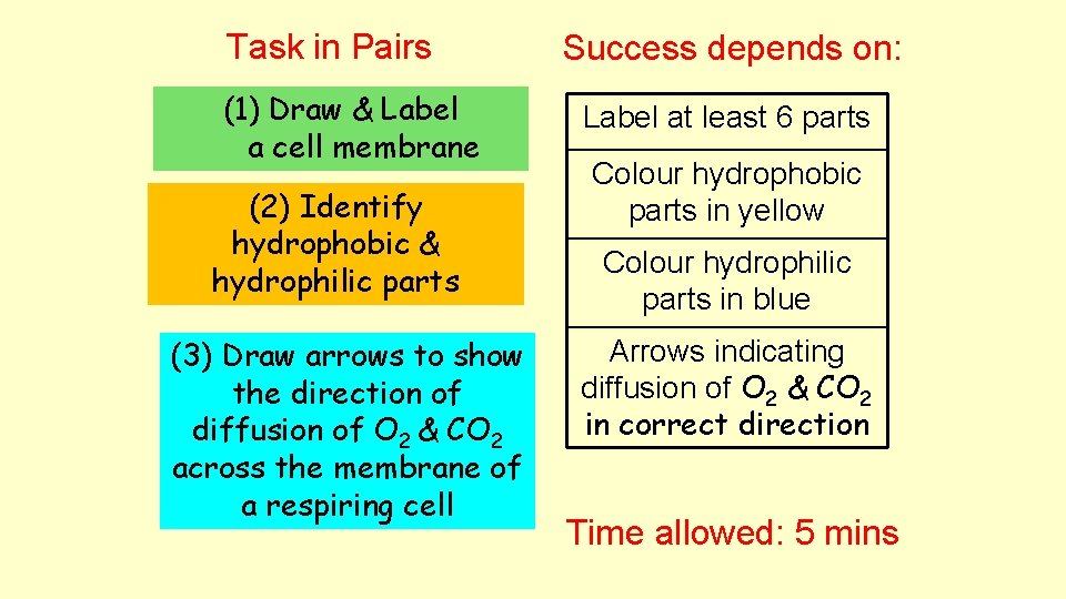 Task in Pairs (1) Draw & Label a cell membrane (2) Identify hydrophobic &