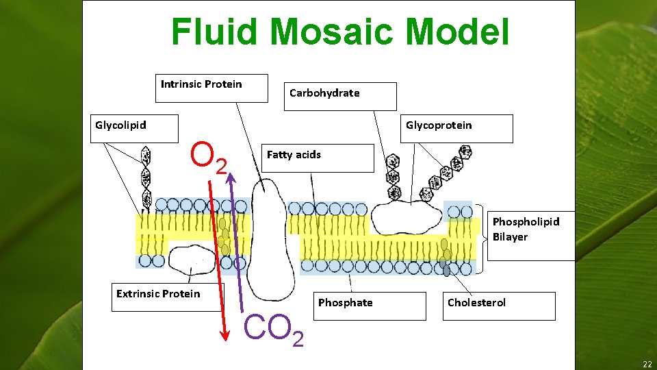 Fluid Mosaic Model Intrinsic Protein Carbohydrate Glycolipid Glycoprotein A O 2 C B Fatty