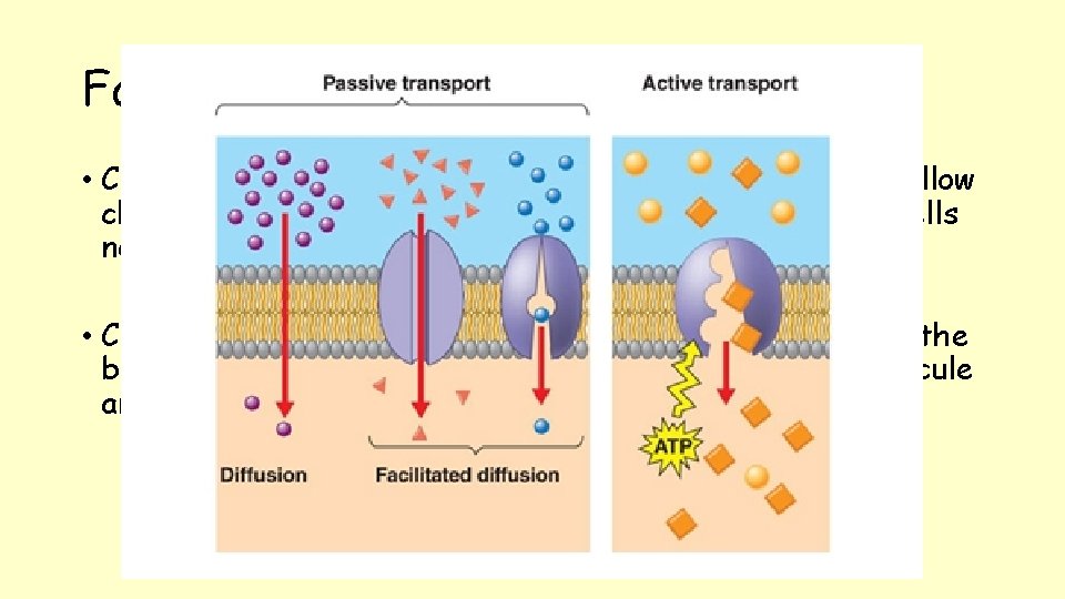 Facilitated diffusion • Channel proteins – lined with polar groups (R groups) to allow
