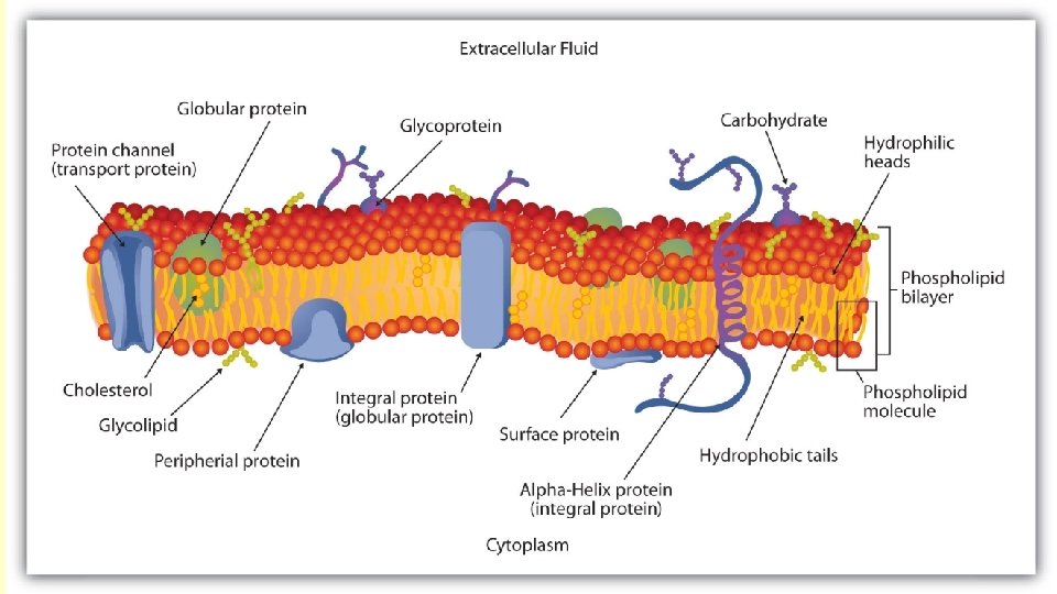 The phospholipid bilayer !!!! • Just a model but a damn good one! The