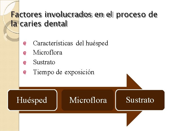 Factores involucrados en el proceso de la caries dental Características del huésped Microflora Sustrato