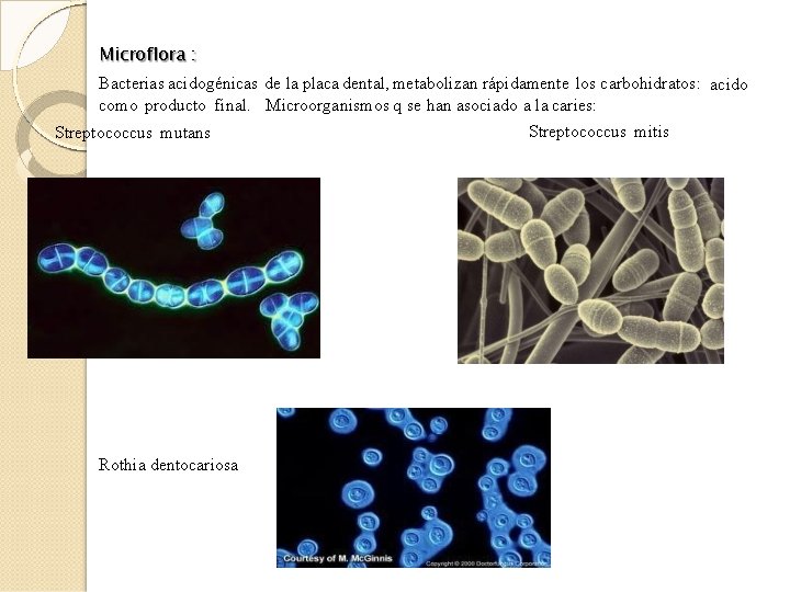 Microflora : Bacterias acidogénicas de la placa dental, metabolizan rápidamente los carbohidratos: acido como