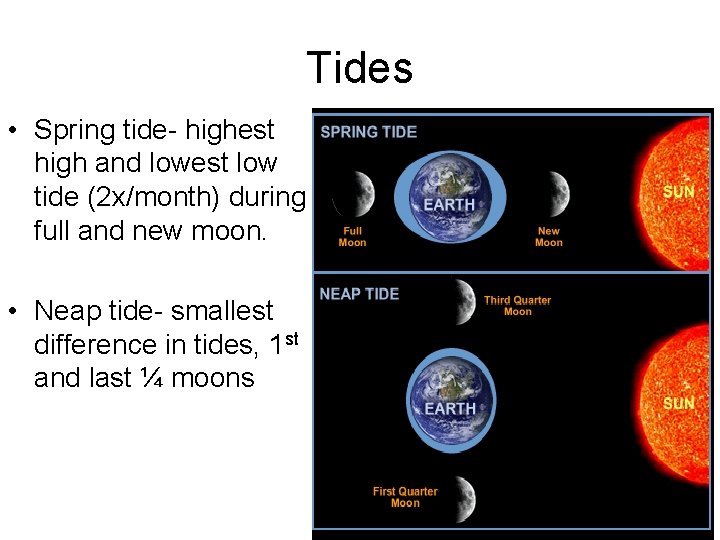 Tides • Spring tide- highest high and lowest low tide (2 x/month) during full