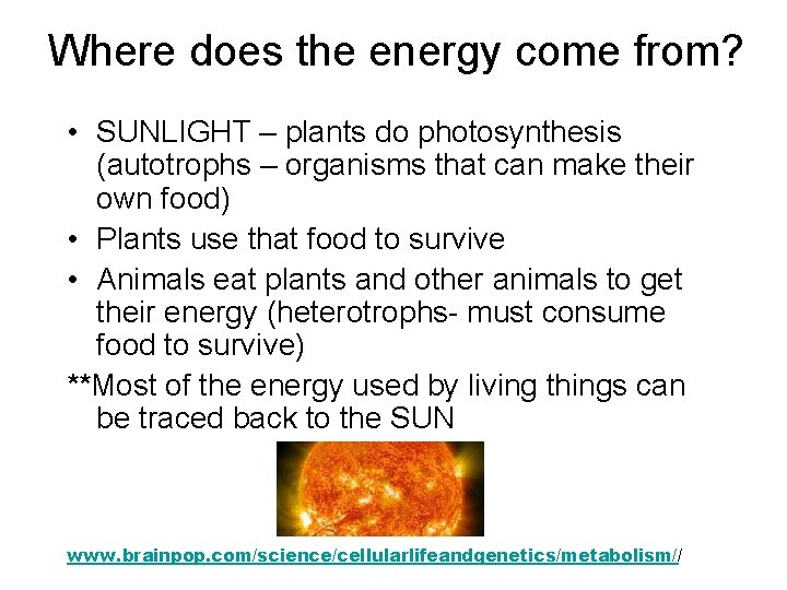 Where does the energy come from? • SUNLIGHT – plants do photosynthesis (autotrophs –