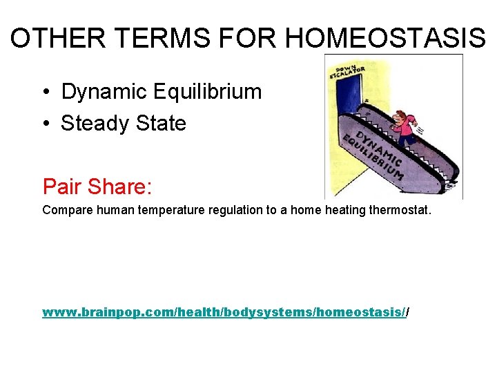 OTHER TERMS FOR HOMEOSTASIS • Dynamic Equilibrium • Steady State Pair Share: Compare human