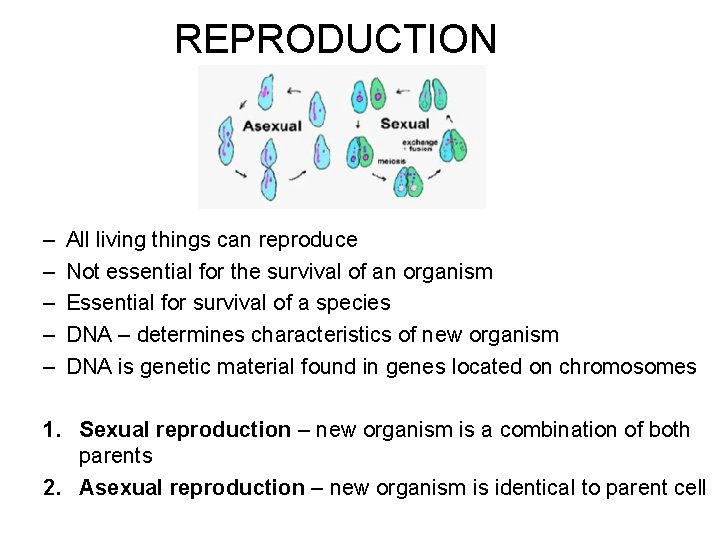 REPRODUCTION – – – All living things can reproduce Not essential for the survival