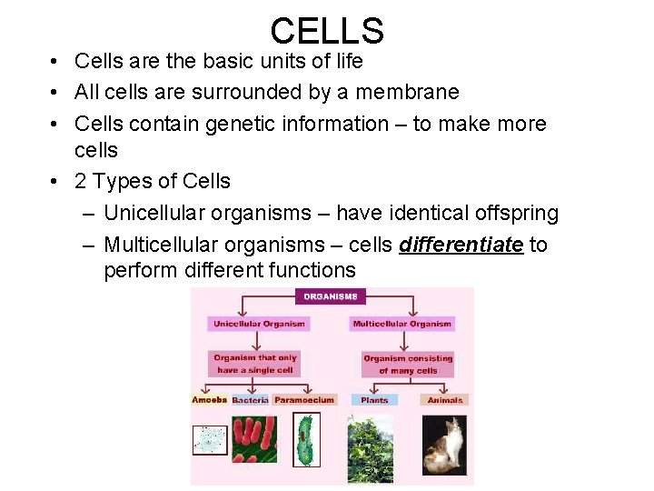 CELLS • Cells are the basic units of life • All cells are surrounded