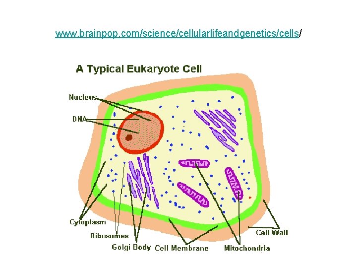 www. brainpop. com/science/cellularlifeandgenetics/cells/ 