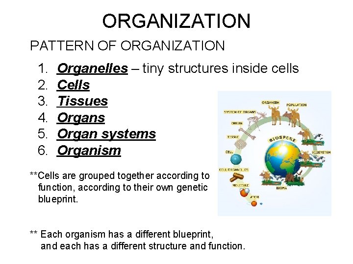 ORGANIZATION PATTERN OF ORGANIZATION 1. 2. 3. 4. 5. 6. Organelles – tiny structures