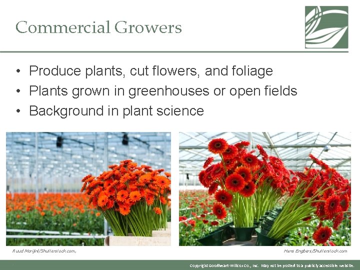 Commercial Growers • Produce plants, cut flowers, and foliage • Plants grown in greenhouses