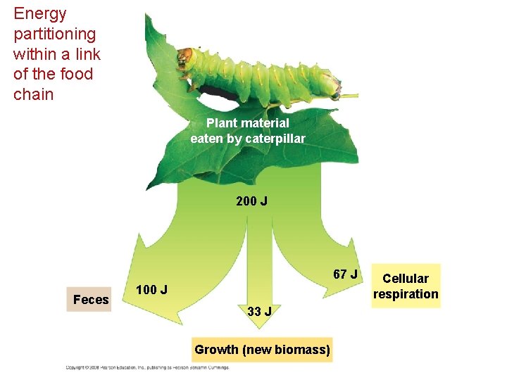 Energy partitioning within a link of the food chain Plant material eaten by caterpillar