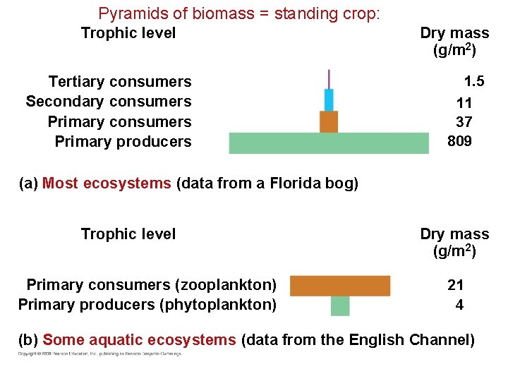 Pyramids of biomass = standing crop: Trophic level Tertiary consumers Secondary consumers Primary producers