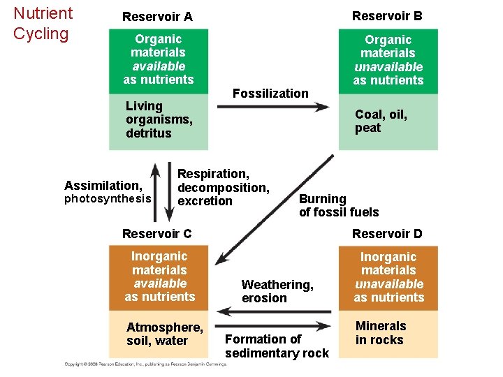 Nutrient Cycling Reservoir A Reservoir B Organic materials available as nutrients Organic materials unavailable
