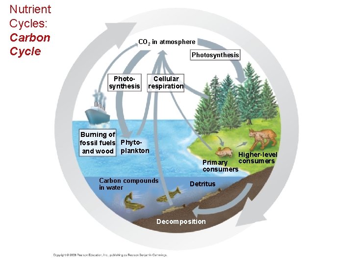 Nutrient Cycles: Carbon Cycle CO 2 in atmosphere Photosynthesis Cellular respiration Burning of fossil