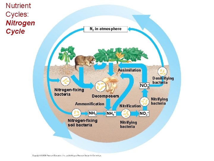 Nutrient Cycles: Nitrogen Cycle N 2 in atmosphere Assimilation Nitrogen-fixing bacteria NO 3– Decomposers