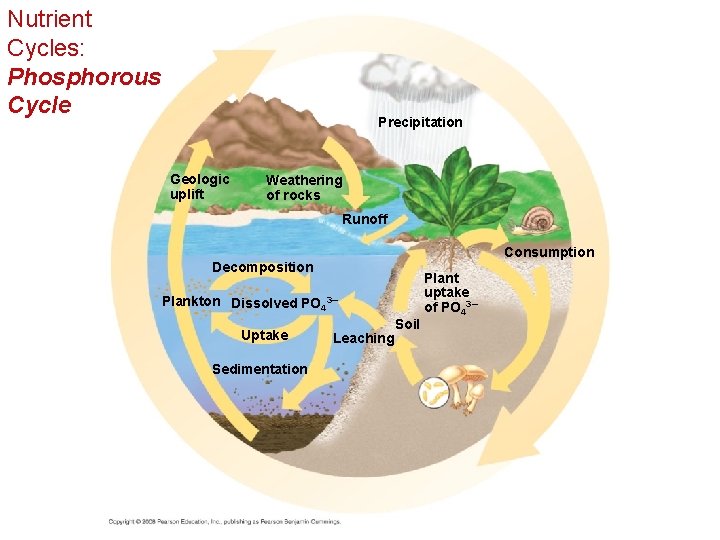 Nutrient Cycles: Phosphorous Cycle Precipitation Geologic uplift Weathering of rocks Runoff Consumption Decomposition Plankton