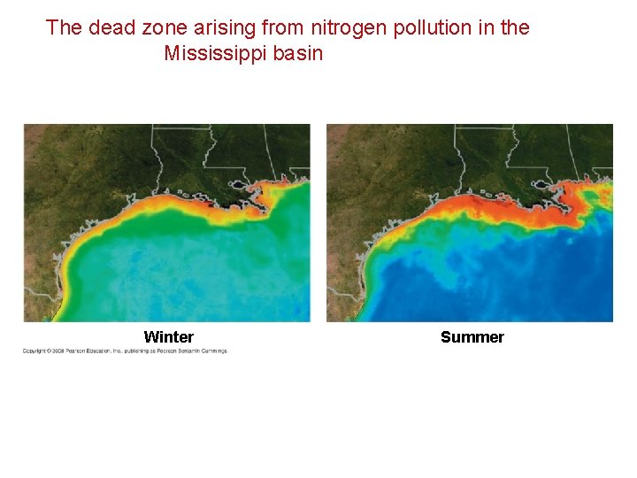 The dead zone arising from nitrogen pollution in the Mississippi basin Winter Summer 