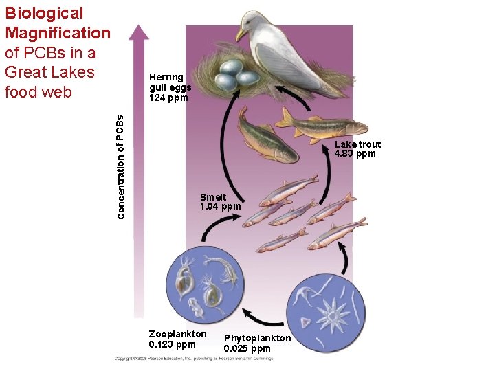 Biological Magnification of PCBs in a Great Lakes food web Concentration of PCBs Herring