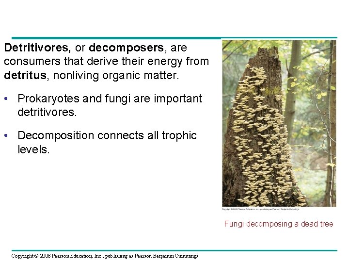 Detritivores, or decomposers, are consumers that derive their energy from detritus, nonliving organic matter.