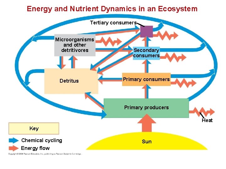 Energy and Nutrient Dynamics in an Ecosystem Tertiary consumers Microorganisms and other detritivores Detritus